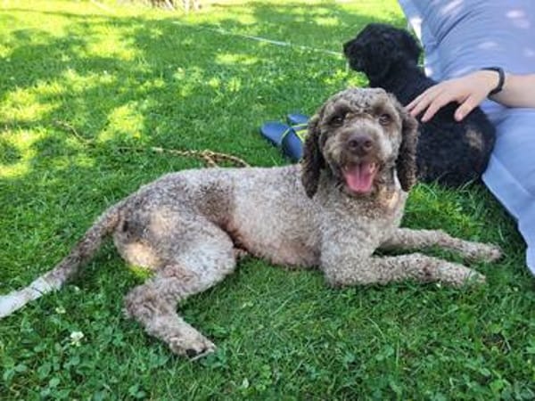 Bimba am Niederrhein sucht ihre Für-Immer-Herzensmenschen