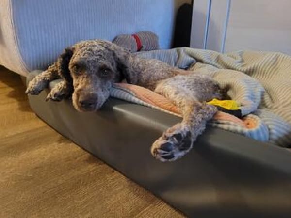 Bimba am Niederrhein sucht ihre Für-Immer-Herzensmenschen