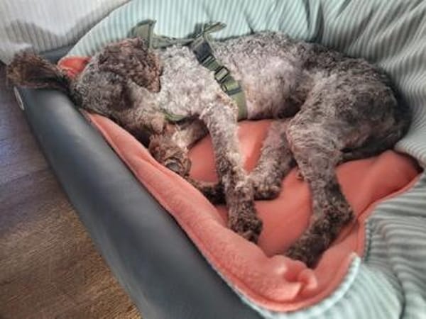 Bimba am Niederrhein sucht ihre Für-Immer-Herzensmenschen