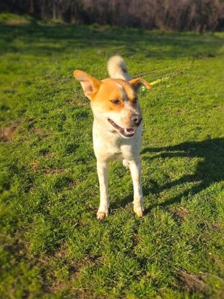 Ginger ein lieber Familienhund