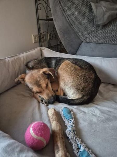 RIANI ° zart gebauter Hundejunge