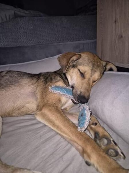 RIANI ° zart gebauter Hundejunge