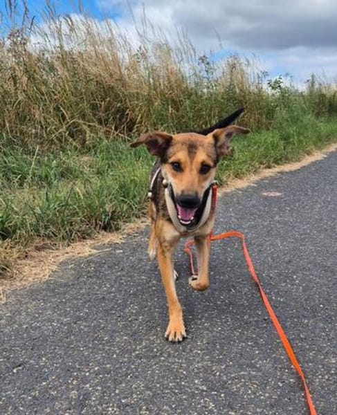 RIANI ° zart gebauter Hundejunge