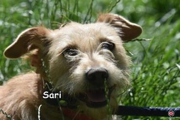 SARI