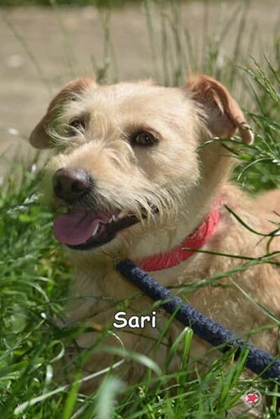 SARI