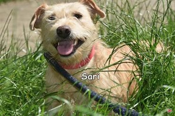 SARI