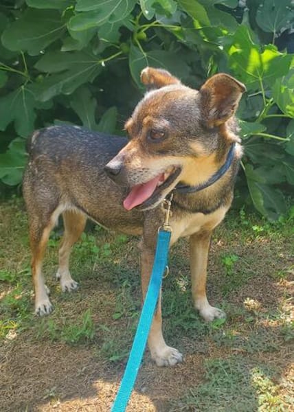 Hanna, kleine Pinscher Mischlingshündin