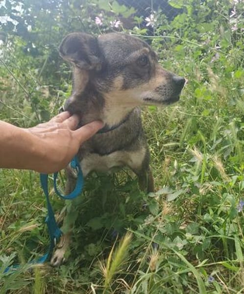 Hanna, kleine Pinscher Mischlingshündin
