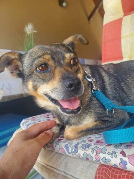 Hanna, kleine Pinscher Mischlingshündin