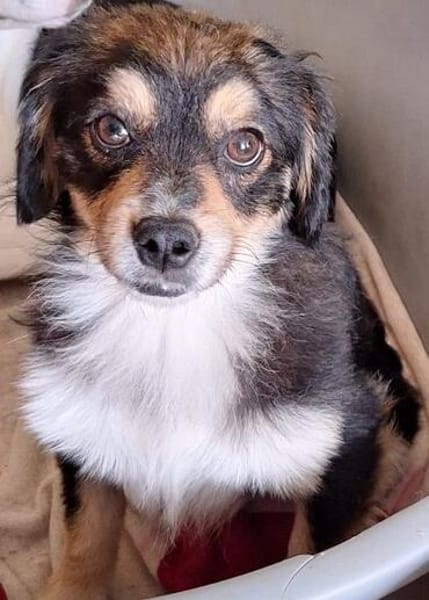 PIT - selbstbewusster kleiner Schatz