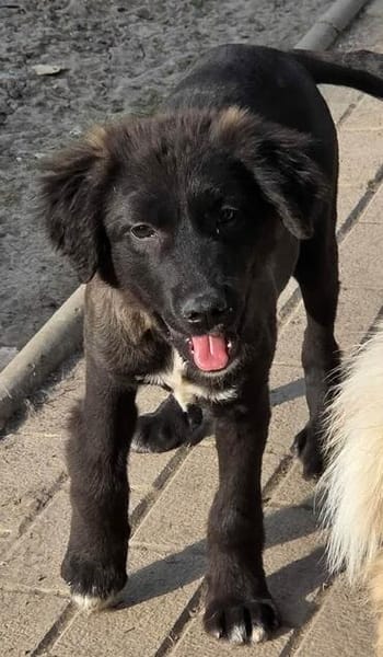Berry, schwarze Schönheit sucht Zuhause