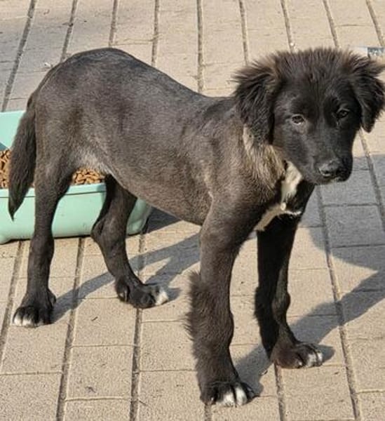Berry, schwarze Schönheit sucht Zuhause