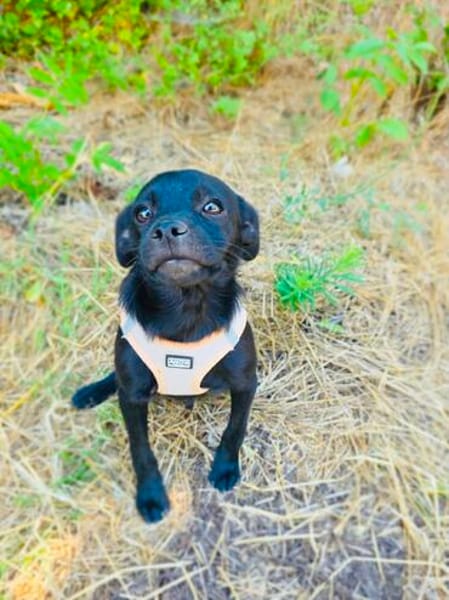 Pinschermix Blacky sucht Körbchen