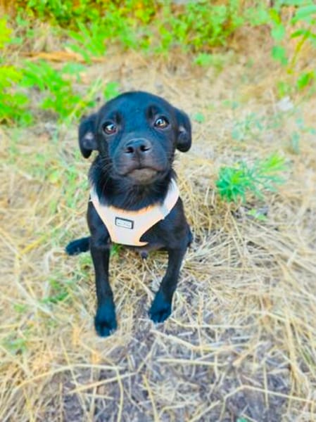 Pinschermix Blacky sucht Körbchen