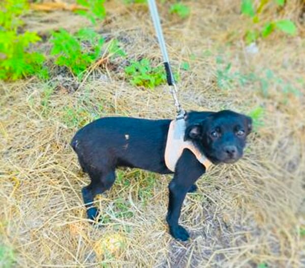 Pinschermix Blacky sucht Körbchen