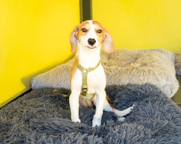 Narami sucht liebevolles Zuhause....