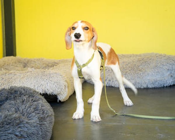 Narami sucht liebevolles Zuhause....