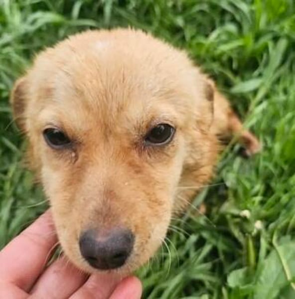 Faina, kleine Hündin sucht Körbchen