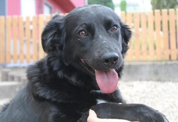 Aluna, geb. ca. 03/2025, 67814 Dannenfel