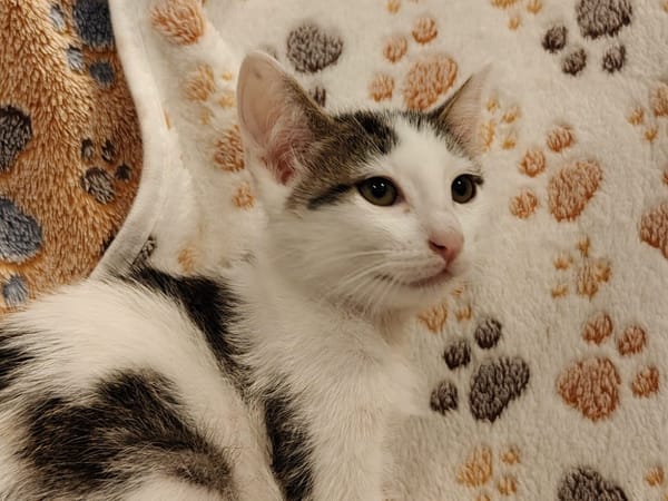 DAISY (réservéé)