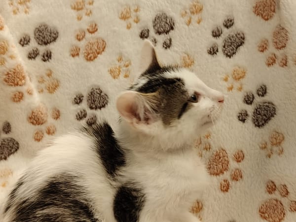 DAISY (réservéé)