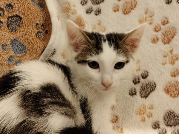 DAISY (réservéé)