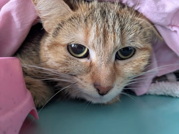 POUPOU