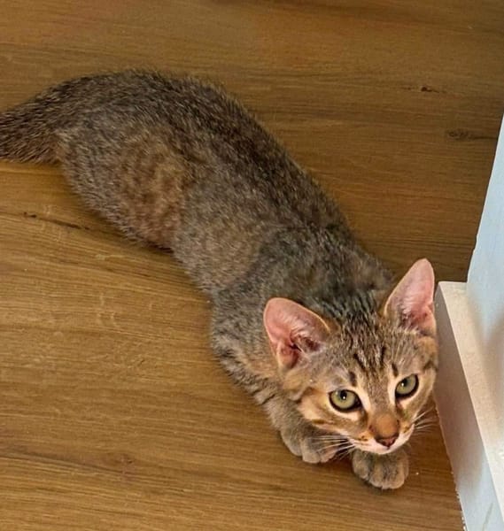 KIRARA ADOPTABLE AVEC SES SŒURS/FRERE OU SEUL SI VOUS AVEZ DÉJÀ UN CHAT PRÉSENT CHEZ VOUS