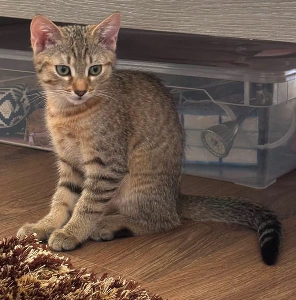 KIRARA ADOPTABLE AVEC SES SŒURS/FRERE OU SEUL SI VOUS AVEZ DÉJÀ UN CHAT PRÉSENT CHEZ VOUS