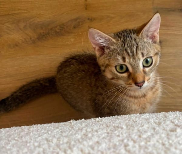 KIRARA ADOPTABLE AVEC SES SŒURS/FRERE OU SEUL SI VOUS AVEZ DÉJÀ UN CHAT PRÉSENT CHEZ VOUS
