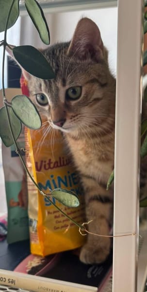 KIRARA ADOPTABLE AVEC SES SŒURS/FRERE OU SEUL SI VOUS AVEZ DÉJÀ UN CHAT PRÉSENT CHEZ VOUS