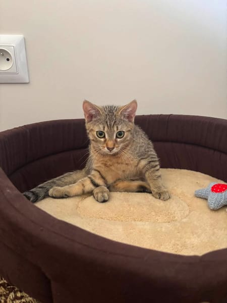 KIRARA ADOPTABLE AVEC SES SŒURS/FRERE OU SEUL SI VOUS AVEZ DÉJÀ UN CHAT PRÉSENT CHEZ VOUS