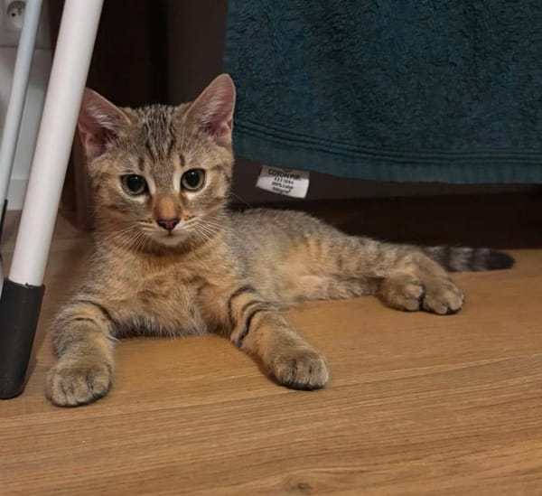 KIRARA ADOPTABLE AVEC SES SŒURS/FRERE OU SEUL SI VOUS AVEZ DÉJÀ UN CHAT PRÉSENT CHEZ VOUS