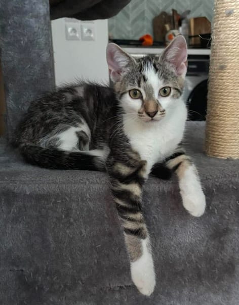 RIKU ADOPTABLE AVEC SES SŒURS OU SEUL SI VOUS AVEZ DÉJÀ UN CHAT PRÉSENT CHEZ VOUS