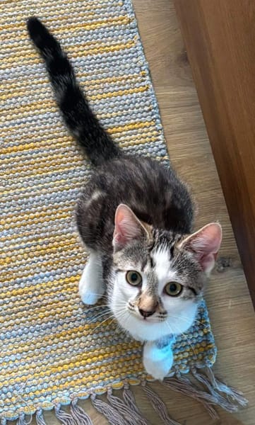 RIKU ADOPTABLE AVEC SES SŒURS OU SEUL SI VOUS AVEZ DÉJÀ UN CHAT PRÉSENT CHEZ VOUS