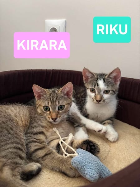 RIKU ADOPTABLE AVEC SES SŒURS OU SEUL SI VOUS AVEZ DÉJÀ UN CHAT PRÉSENT CHEZ VOUS