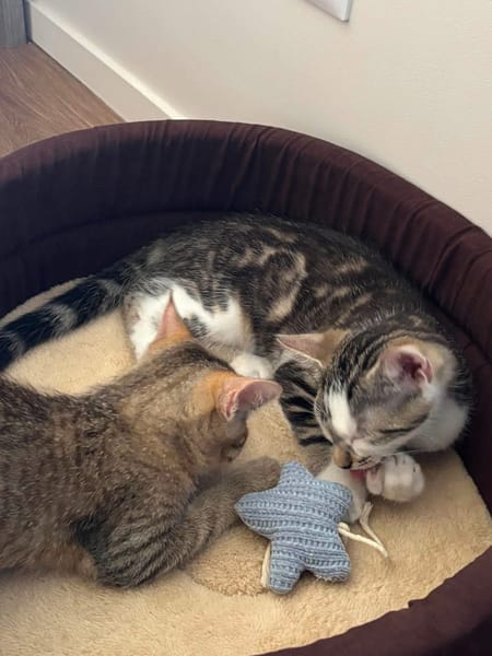 RIKU ADOPTABLE AVEC SES SŒURS OU SEUL SI VOUS AVEZ DÉJÀ UN CHAT PRÉSENT CHEZ VOUS