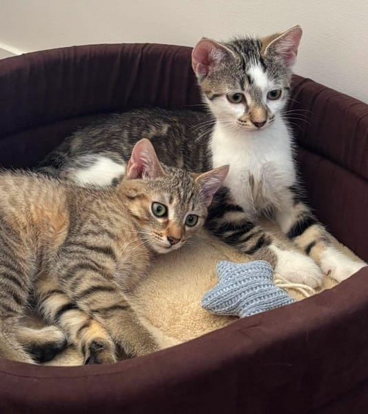 KIRARA ADOPTABLE AVEC SES SŒURS/FRERE OU SEUL SI VOUS AVEZ DÉJÀ UN CHAT PRÉSENT CHEZ VOUS