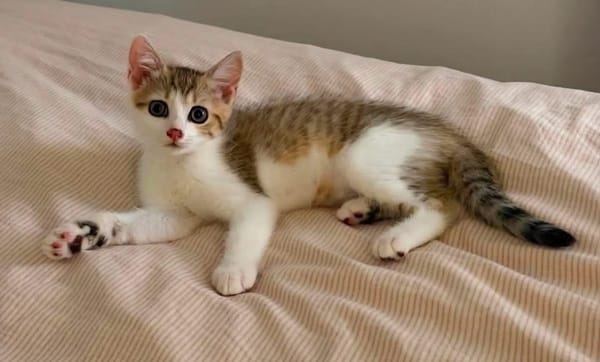 ARIKI ADOPTABLE AVEC SES SŒURS/FRERE OU SEUL SI DÉJÀ UN CHAT PRÉSENT CHEZ VOUS