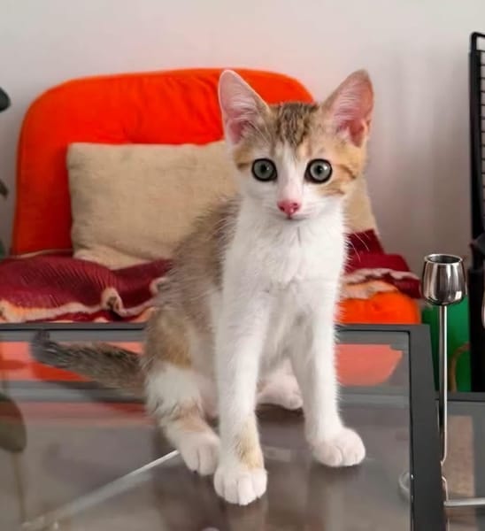ARIKI ADOPTABLE AVEC SES SŒURS/FRERE OU SEUL SI DÉJÀ UN CHAT PRÉSENT CHEZ VOUS