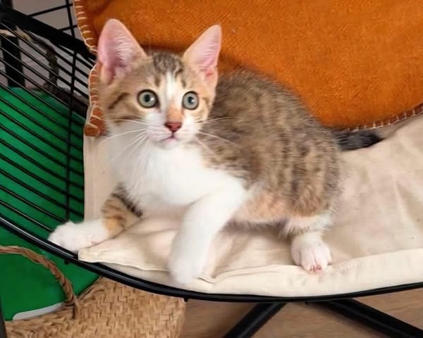 ARIKI ADOPTABLE AVEC SES SŒURS/FRERE OU SEUL SI DÉJÀ UN CHAT PRÉSENT CHEZ VOUS