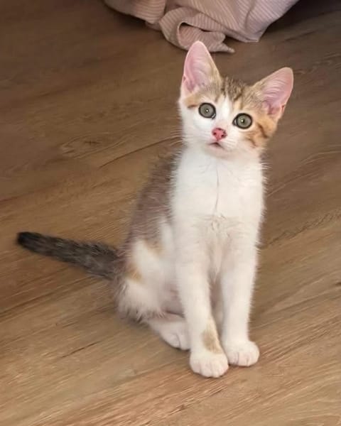 ARIKI ADOPTABLE AVEC SES SŒURS/FRERE OU SEUL SI DÉJÀ UN CHAT PRÉSENT CHEZ VOUS