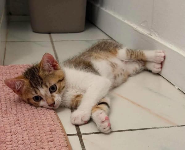 ARIKI ADOPTABLE AVEC SES SŒURS/FRERE OU SEUL SI DÉJÀ UN CHAT PRÉSENT CHEZ VOUS