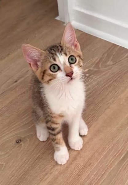 ARIKI ADOPTABLE AVEC SES SŒURS/FRERE OU SEUL SI DÉJÀ UN CHAT PRÉSENT CHEZ VOUS