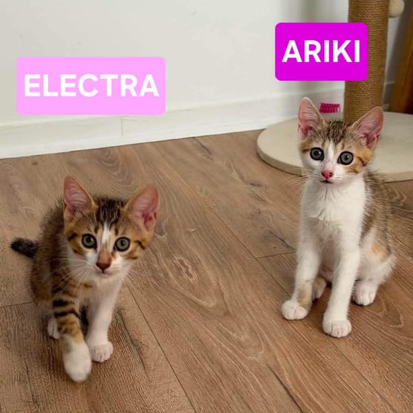ARIKI ADOPTABLE AVEC SES SŒURS/FRERE OU SEUL SI DÉJÀ UN CHAT PRÉSENT CHEZ VOUS