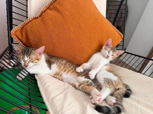 ARIKI ADOPTABLE AVEC SES SŒURS/FRERE OU SEUL SI DÉJÀ UN CHAT PRÉSENT CHEZ VOUS