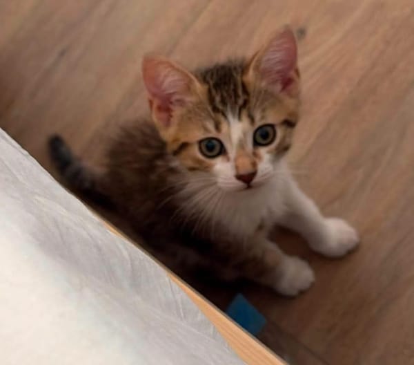 ELECTRA ADOPTABLE AVEC SES SŒURS/FRERE OU SEUL SI DÉJÀ UN CHAT PRÉSENT CHEZ VOUS