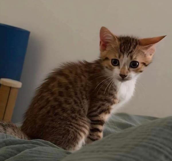 ELECTRA ADOPTABLE AVEC SES SŒURS/FRERE OU SEUL SI DÉJÀ UN CHAT PRÉSENT CHEZ VOUS