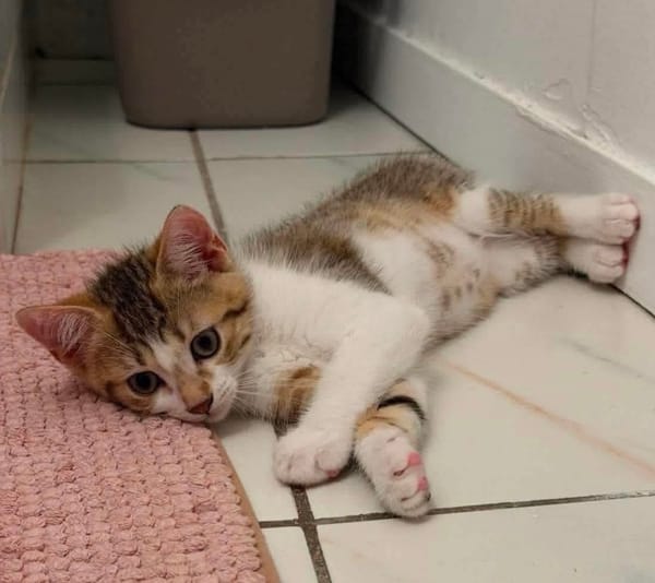 ELECTRA ADOPTABLE AVEC SES SŒURS/FRERE OU SEUL SI DÉJÀ UN CHAT PRÉSENT CHEZ VOUS