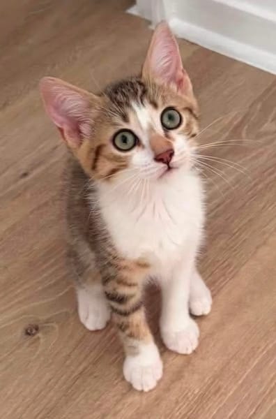 ELECTRA ADOPTABLE AVEC SES SŒURS/FRERE OU SEUL SI DÉJÀ UN CHAT PRÉSENT CHEZ VOUS